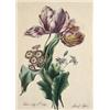 Image 1 : Semsey Zsófia jelzéssel, 19. sz. közepe  Tulipánok és más virágok, 1832…