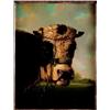Image 1 : ALBERTUS VERHOESEN (Utrecht, 1806-1881)"Cabeza de vaca con fondo de paisaje" Óleo/lienzo. 79,5 x...