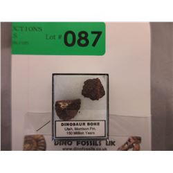 150 Million Year Old Dinosaur Bones