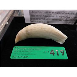 4" Sperm whale tooth with provenance