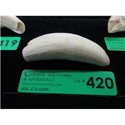 4" Sperm whale tooth with provenance