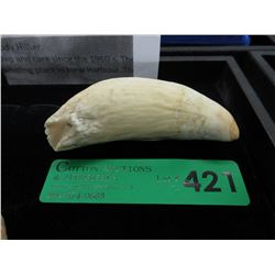 4" Sperm whale tooth with provenance