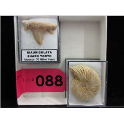 Ammonite Fossil & Prehistoric Shark Tooth
