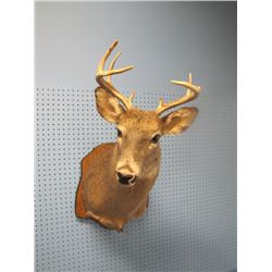 Mounted Deer Head