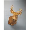 Image 1 : Mounted Deer Head