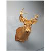 Image 2 : Mounted Deer Head