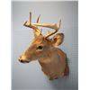 Image 3 : Mounted Deer Head