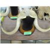 Image 1 : SET OF MUSK OX HORNS