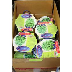 BOX OF 10 WINDOW BUCKETS SWEET BASIL HERBS