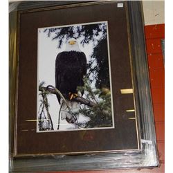 FRAMED PRINT - EAGLE - KEITH FOCANK- GALLERY ESTIMATE - $625