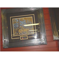 FRAMED PRINT - ASPEN AND KING FISHER - ROBERT BATEMAN - GALLERY ESTIMATE - $375