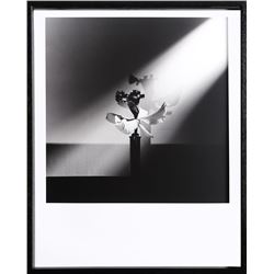 Robert Mapplethorpe, Orchid (Map #151), Photograph