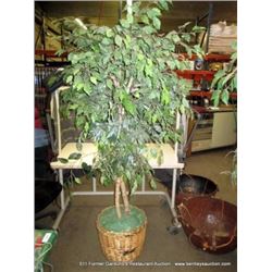 DECORATIVE PLANT W/ WICKER POT