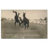 Image 15 : Great lot of 21 early postcard photos of Rodeo  action, most identified as