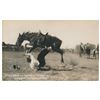 Image 22 : Bonanza lot of 22 early Rodeo-related photo  postcards including ones ident