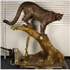 Image 1 : Fine bronze statue of a mountain lion or  cougar in his habitat. Approximat