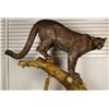 Image 2 : Fine bronze statue of a mountain lion or  cougar in his habitat. Approximat