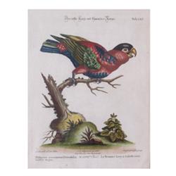 Kupferstich. 18. Jh. "Der erste Lory mit schwarzer Kappe". Tab. LXV. Sebast. Leitner jun. sculps...