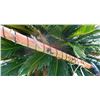 Image 8 : NWC Canoe Paddle
