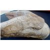 Image 10 : Walrus Bone Cribbage Board