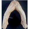 Image 4 : Walrus Bone Cribbage Board