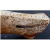 Image 5 : Walrus Bone Cribbage Board