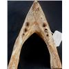 Image 6 : Walrus Bone Cribbage Board