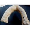 Image 7 : Walrus Bone Cribbage Board