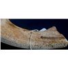 Image 8 : Walrus Bone Cribbage Board