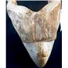 Image 9 : Walrus Bone Cribbage Board