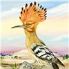 Image 2 : Hoopoe, National Bird of Israel with Mt Olivet by Katon