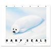 Image 1 : Harp Seals - Newborn by Wyland