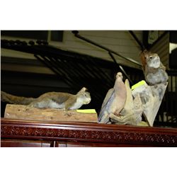 2 STUFFED SQUIRRELS AND BIRD