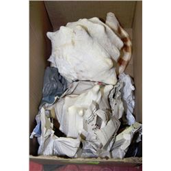 PAIR OF LARGE CONCH SHELLS