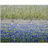 Image 1 : URSULA VAN LACH (English. Born 1949), "Children Among the Bluebells. Signed Van Lach l/r., Oi...