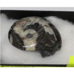 BLACK & WHITE AMMOLITE FOSSIL SPECIMEN  24.3