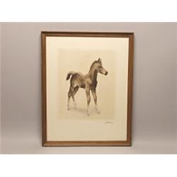 Pencil Signed Etching  The Colt