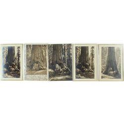 5 RPC of Wawona "Big Tree", Yosemite