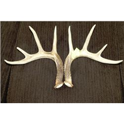 4 POINT MATCHING SHED ANTLERS