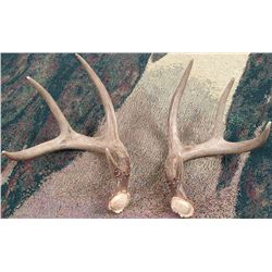 Set of Authentic Antlers - Possibly Jackalope