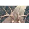 Image 1 : Set of Authentic Antlers - Possibly Jackalope