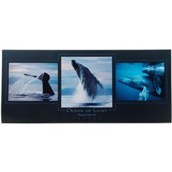 LARGE Photo Litho OCEAN OF LIGHT Humpback Whales Talbot