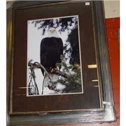 FRAMED PRINT - EAGLE - KEITH FOCANK- GALLERY ESTIMATE - $625