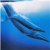 Image 2 : Blue Whales by Wyland