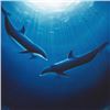 Image 3 : Dolphin Serenity by Wyland