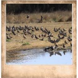 4 Hunters , 4 Day 3 Night High Volume Argentina Dove Hunt with Frontera Wingshooting.