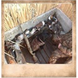 2 Hunters 1 Hunt, Utah Duck Hunt at Newstate Duck Club.