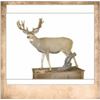 Image 1 : 1 Shoulder Mount up to Deer Size with Merlin Anderson Taxidermy