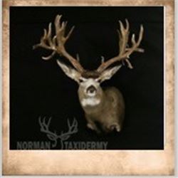 1 Shoulder Mount up to Deer Size by Norman Taxidermy.