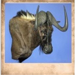 2 Hunters, 8 Days Southern Africa Safari with Southern Cross Safaris.